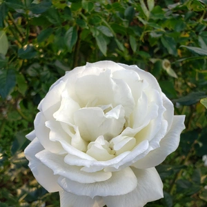 【ちなつ冬薔薇編】😄🌹✨