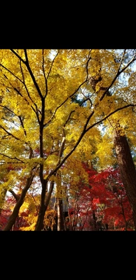 【ちなつ】携帯写真館