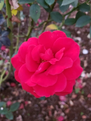 【ちなつ冬薔薇編】😄🌹✨