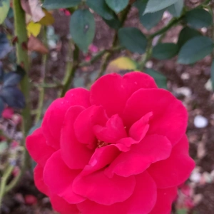 【ちなつ冬薔薇編】😄🌹✨