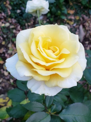 【ちなつ冬薔薇編】😄🌹✨