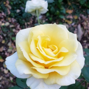 【ちなつ冬薔薇編】😄🌹✨