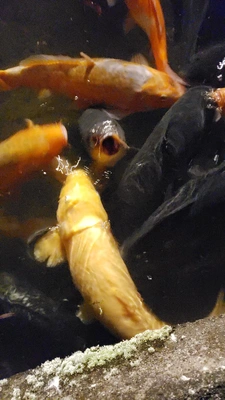 【ちなつ】です😄😺🌃