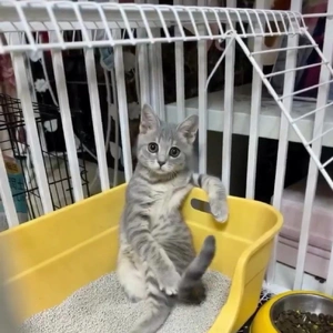 おっはニャンฅ•ﻌ•ฅ☀️✨