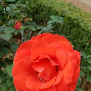 【ちなつ冬薔薇編】😄🌹✨