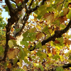 【ちなつ紅葉編】😄🍂✨