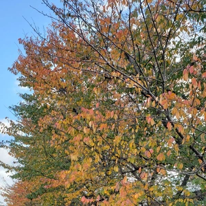 【ちなつ】です😄🍂✨