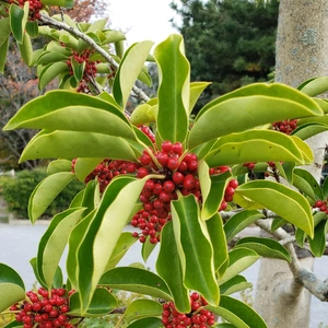 【ちなつ植物編】😄🌲✨