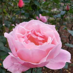 【ちなつ冬薔薇編】😄🌹✨