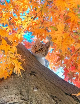 こにゃにゃちわ➰ฅ•ﻌ•ฅ☀️✨