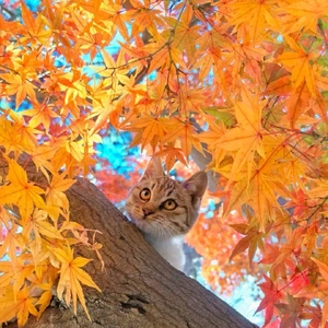 こにゃにゃちわ➰ฅ•ﻌ•ฅ☀️✨