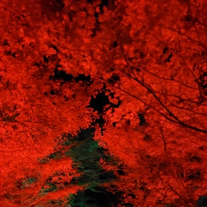 【ちなつ】です😄🍁✨