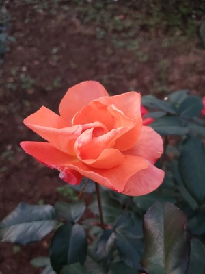 【ちなつ冬薔薇編】😄🌹✨