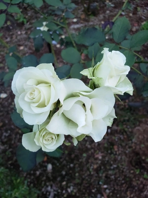 【ちなつ冬薔薇編】😄🌹✨