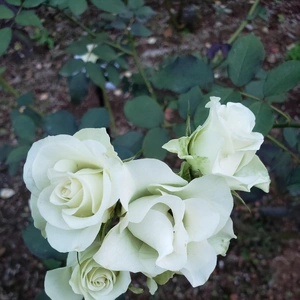 【ちなつ冬薔薇編】😄🌹✨