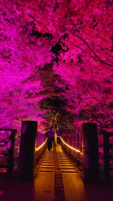 【ちなつ紅葉ライトアップ編】😄🍁✨