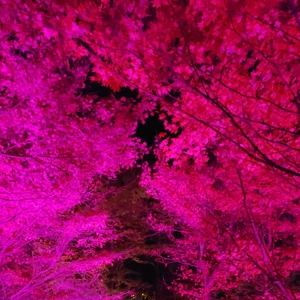 【ちなつ紅葉ライトアップ編】😄🍁✨