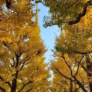 【ちなつ紅葉編】😄🍂✨