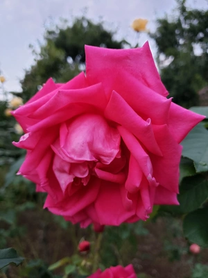 【ちなつ冬薔薇編】😄🌹✨