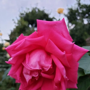 【ちなつ冬薔薇編】😄🌹✨