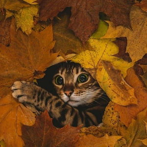 おっはニャンฅ•ﻌ•ฅ