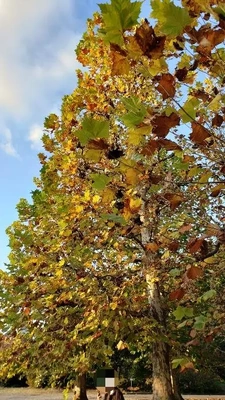 【ちなつ紅葉編】😄🍂✨