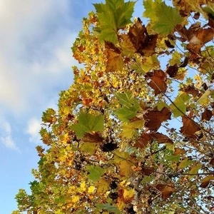 【ちなつ紅葉編】😄🍂✨