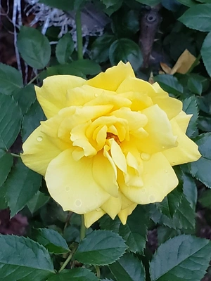 【ちなつ冬薔薇編】😄🌹✨