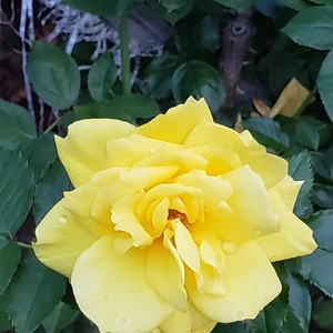 【ちなつ冬薔薇編】😄🌹✨