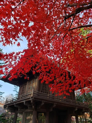 【ちなつ紅葉編】😄🍁✨
