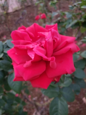 【ちなつ冬薔薇編】😄🌹✨