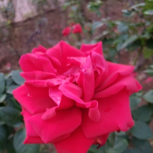 【ちなつ冬薔薇編】😄🌹✨