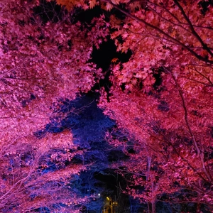 【ちなつ紅葉ライトアップ編】😄🍁✨