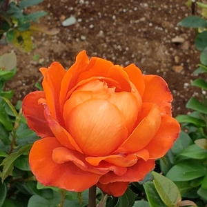 【ちなつ冬薔薇編】😄🌹✨