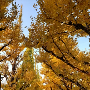 【ちなつ紅葉編】😄🍂✨
