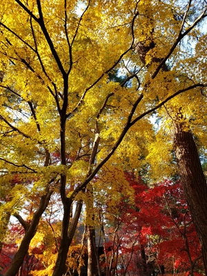 【ちなつ紅葉編】😄🍁✨