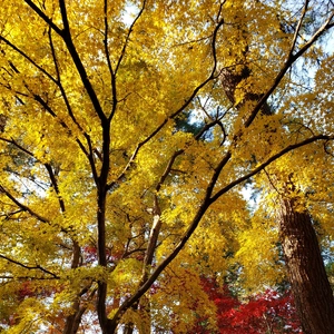 【ちなつ紅葉編】😄🍁✨