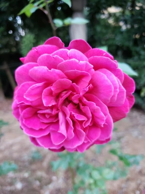 【ちなつ冬薔薇編】😄🌹✨