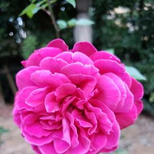 【ちなつ冬薔薇編】😄🌹✨