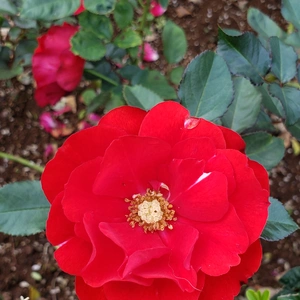 【ちなつ冬薔薇編】😄🌹✨