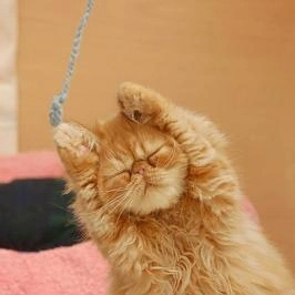 おっはニャンฅ•ﻌ•ฅ