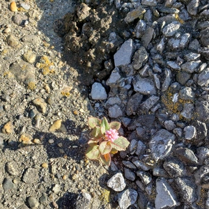 【ちなつ冬に咲くお花編】😄🌼✨