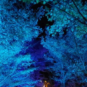 【ちなつ紅葉ライトアップ編】😄🍁✨