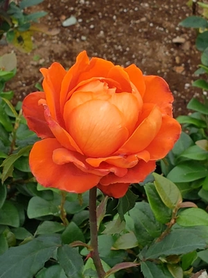 【ちなつ冬薔薇編】😄🌹✨