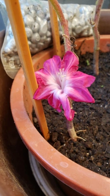 【ちなつ朝顔編】😄🌼✨