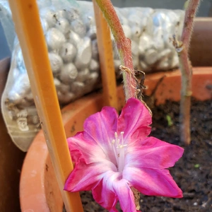 【ちなつ朝顔編】😄🌼✨