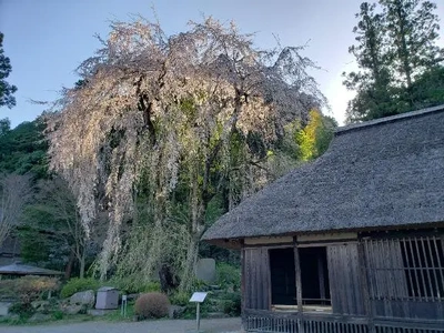 【ちなつ】携帯写真館