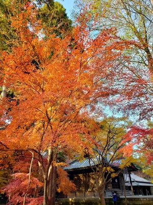 【ちなつ紅葉編】😄🍁✨