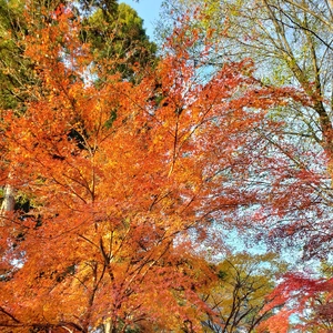 【ちなつ紅葉編】😄🍁✨