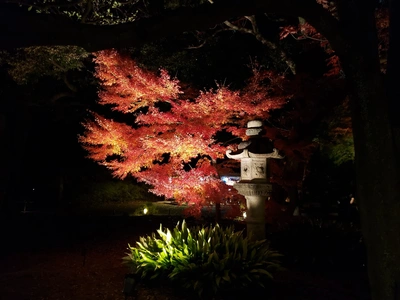 【ちなつ紅葉ライトアップ編】😄🍁✨